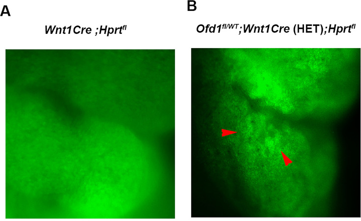 Figure 4—figure supplement 1.