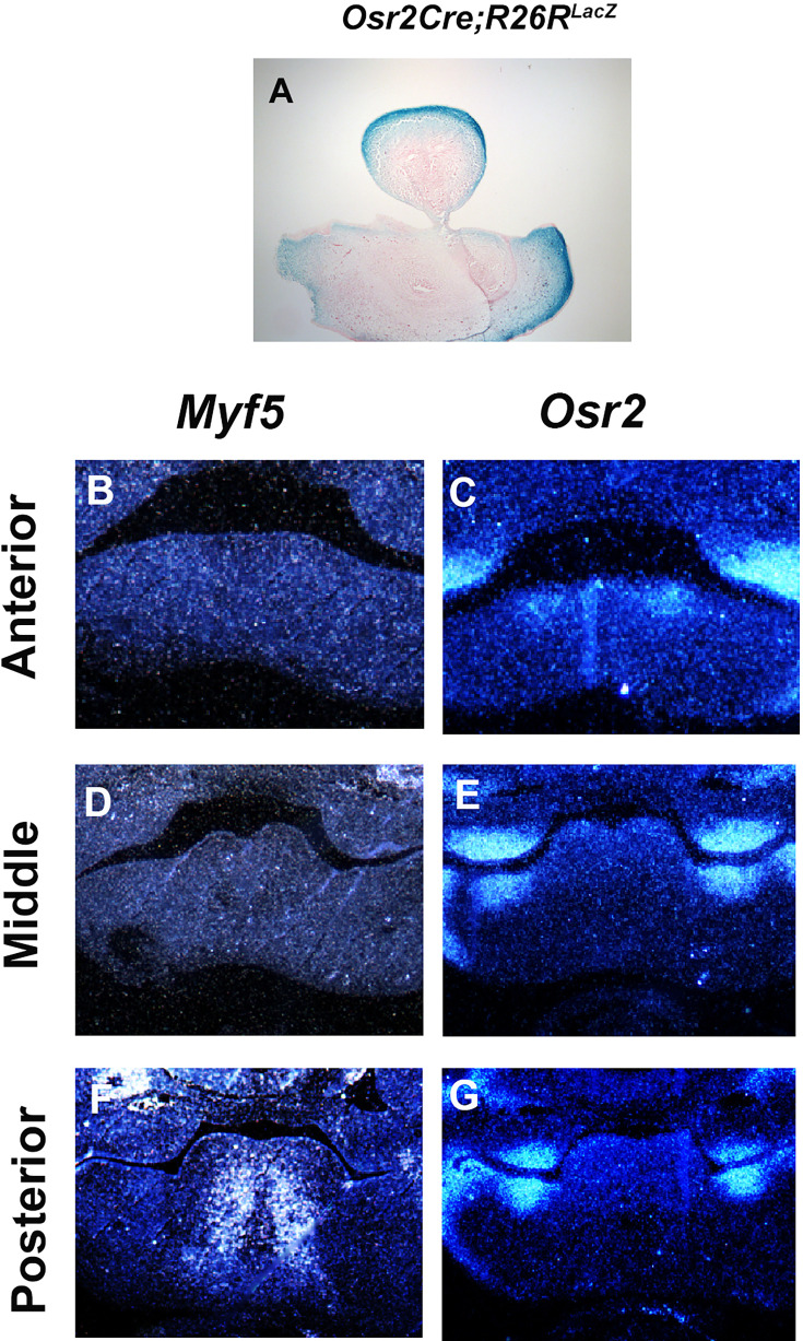 Figure 3—figure supplement 2.