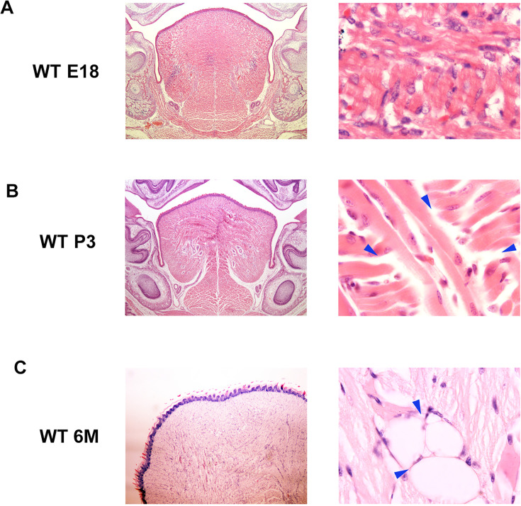 Figure 2—figure supplement 3.