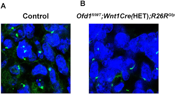 Figure 5—figure supplement 2.