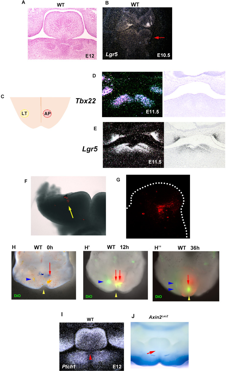 Figure 10—figure supplement 1.