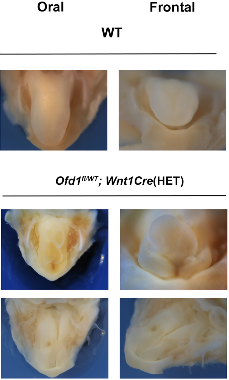 Figure 1—figure supplement 1.