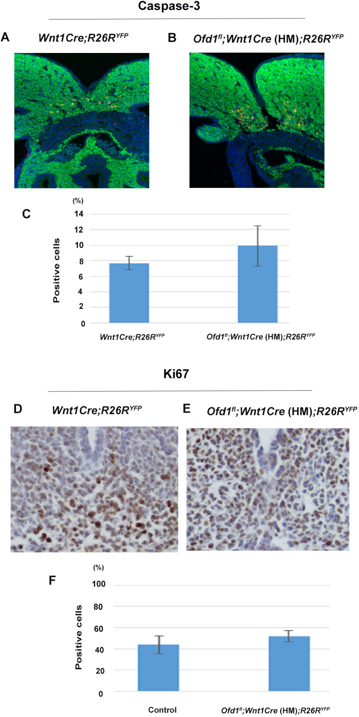 Figure 6—figure supplement 2.