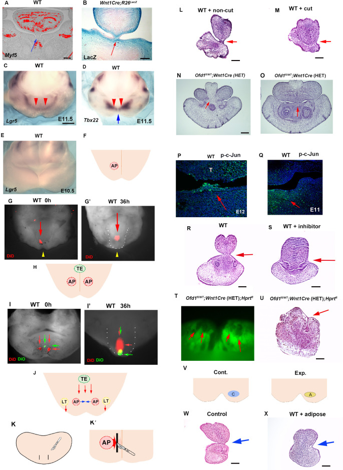 Figure 10.