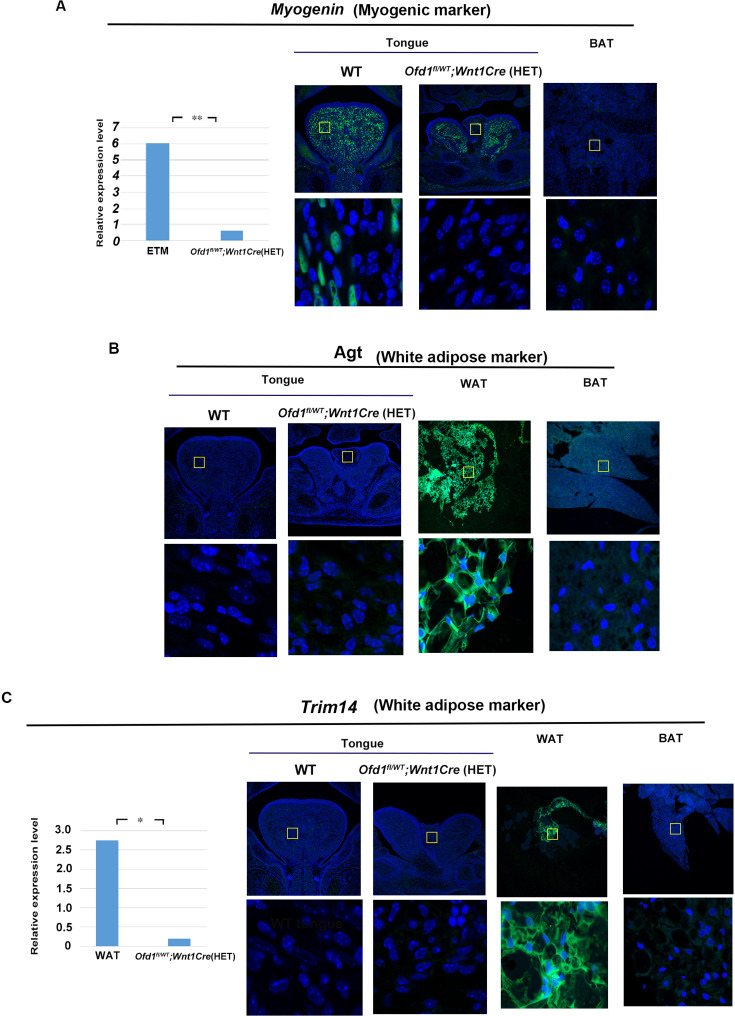 Figure 2—figure supplement 1.