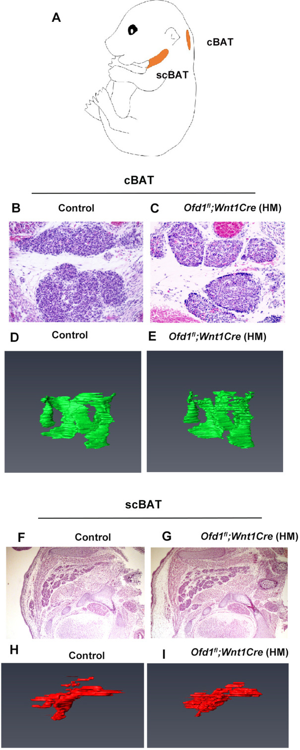 Figure 3—figure supplement 4.