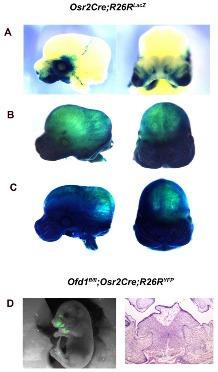 Figure 3—figure supplement 1.