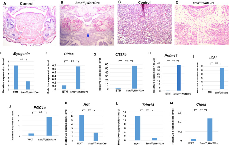 Figure 5—figure supplement 1.