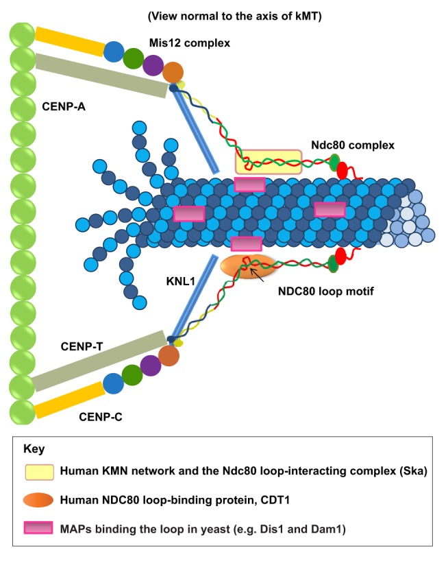 graphic file with name jcs-125-24-5927-b02.jpg