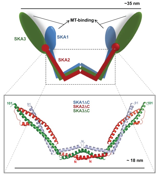 graphic file with name jcs-125-24-5927-b01.jpg