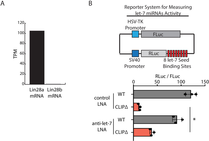 Figure 6—figure supplement 1.