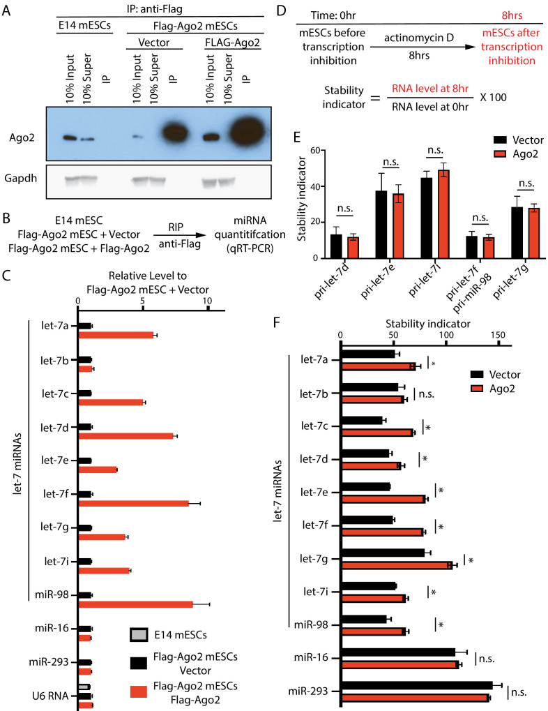 Figure 5—figure supplement 2.