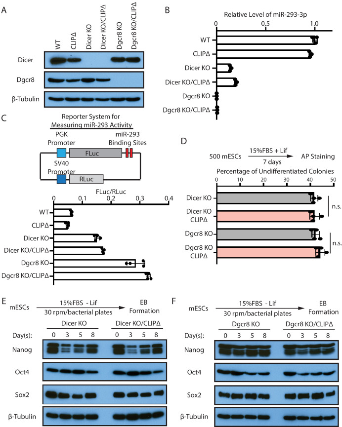 Figure 3—figure supplement 1.