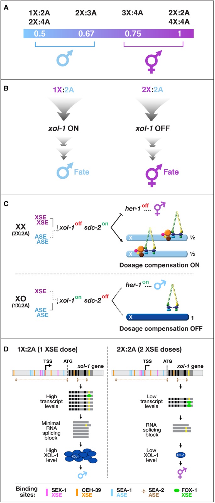 FIGURE 1: