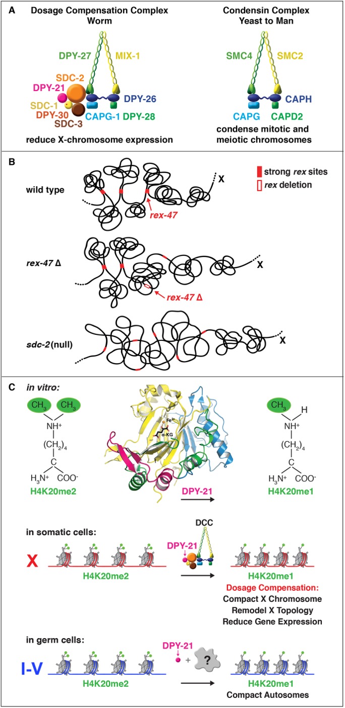 FIGURE 2: