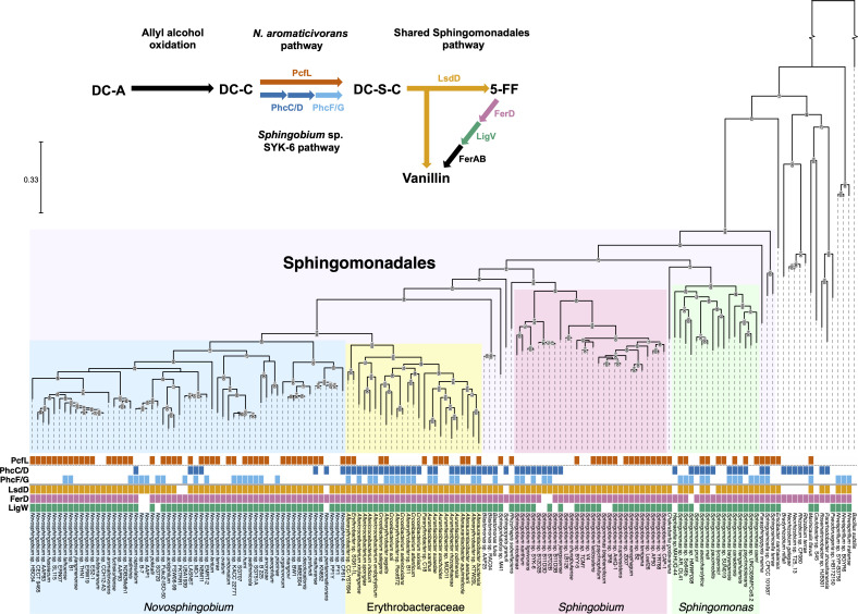 Diagram depicts metabolic pathways for DC-A degradation to vanillin and 5-FF in N. aromaticivorans and Sphingobium sp. SYK-6. Phylogenetic tree of Sphingomonadales indicates the presence of key enzymes across different bacterial strains.