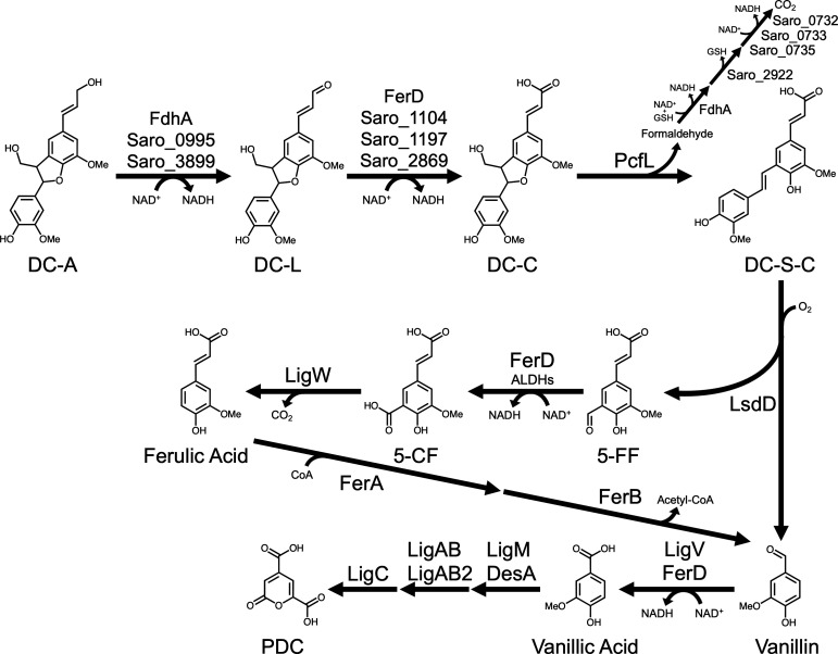 Metabolic pathway diagram depicts the degradation of DC-A to vanillin, highlighting key intermediates (DC-L, DC-C, DC-S-C, 5-CF, 5-FF, PDC, ferulic acid) and enzymes (FdhA, FerD, PcfL, LsdD, LigW, FerA, FerB, LigC, LigV, LigM).