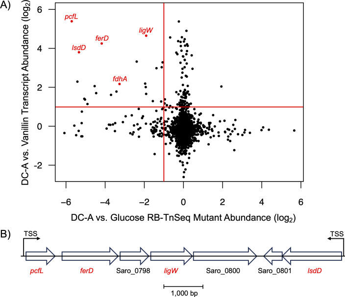 Scatterplot depicts transcript abundance (log2) for DC-A vs. vanillin and DC-A vs. glucose RB-TnSeq mutant abundance (log2). Diagram of gene cluster with labeled genes pcfL, ferD, ligW, and lsdD, indicating transcription start sites.