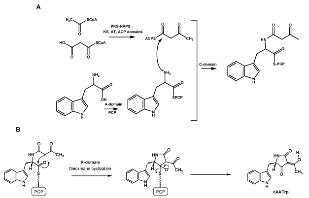 Scheme 2