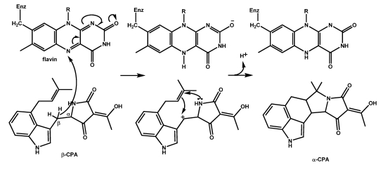 Scheme 4