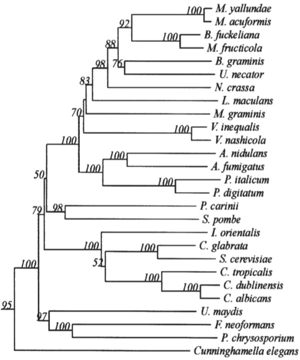 FIGURE 1