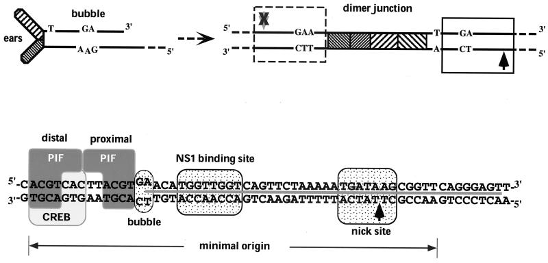 FIG. 1