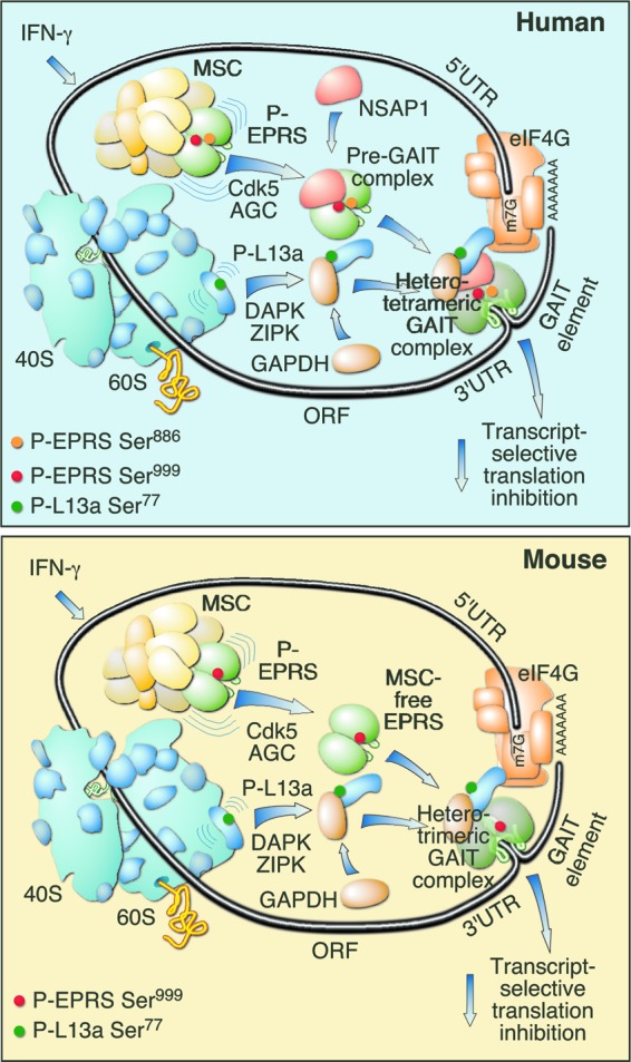 Fig 7