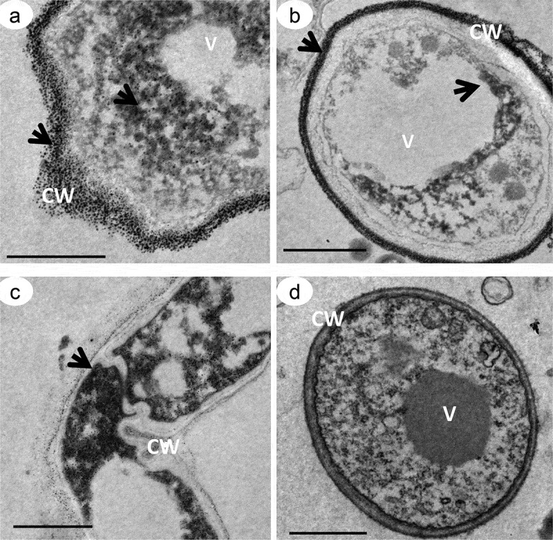 Figure 5.