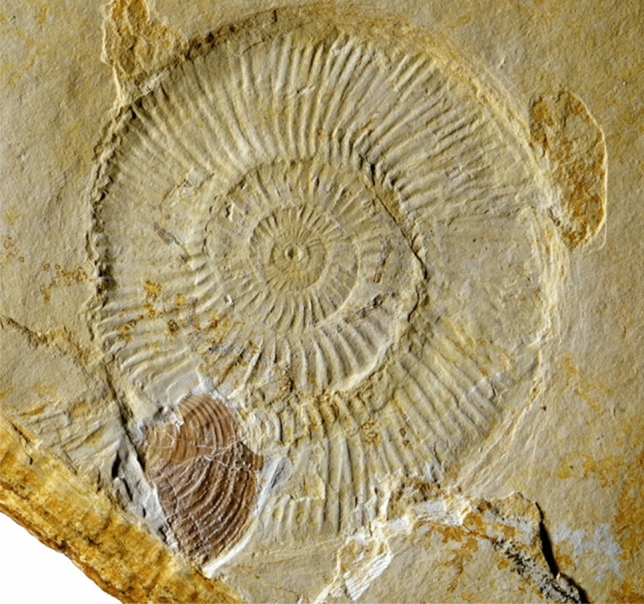 Fig. 4