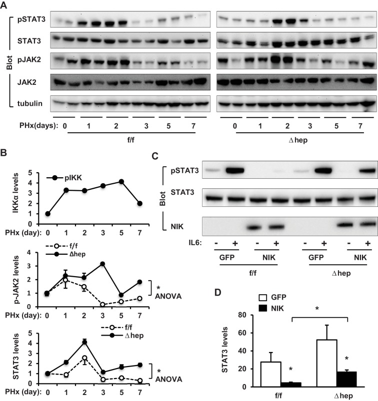 Figure 5—figure supplement 1.