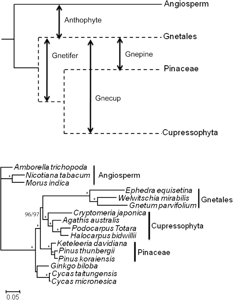 FIG. 1.—