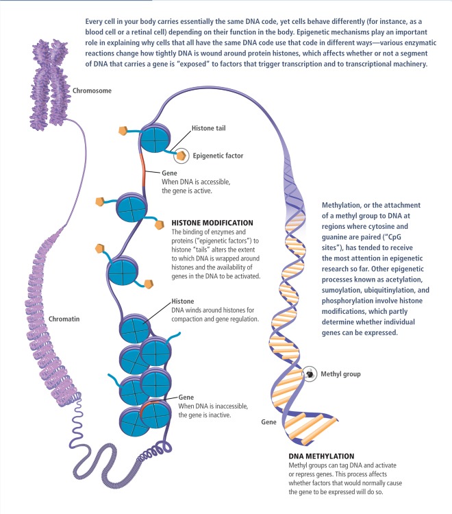 Basic Concepts in Epigenetics