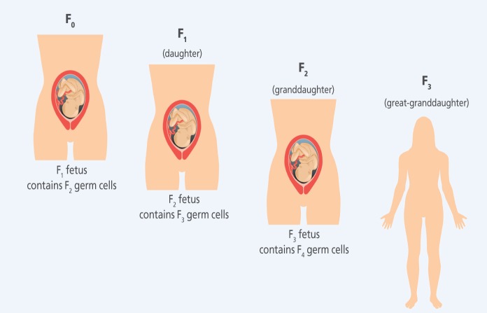 Transgenerational Exposures