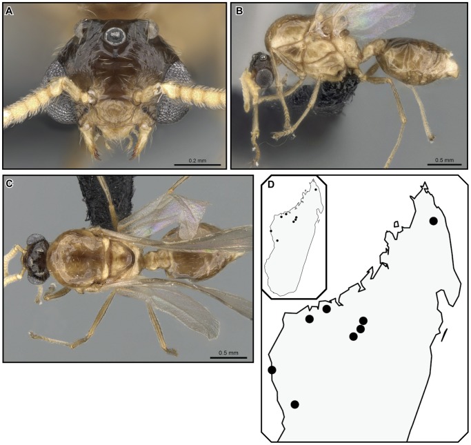 Figure 31