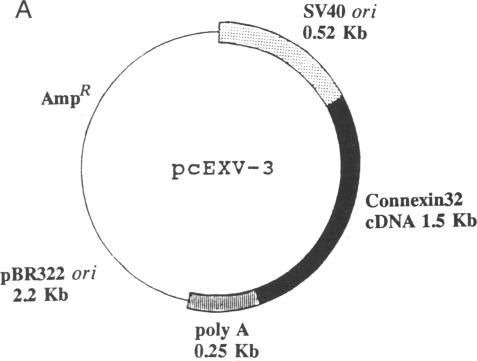 graphic file with name pnas01029-0079-a.jpg