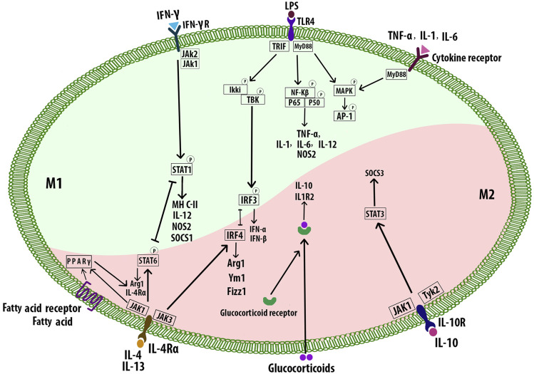 FIGURE 6