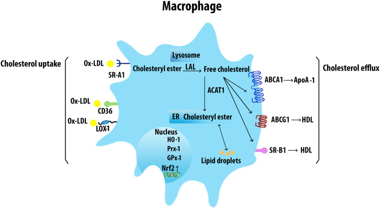 FIGURE 4