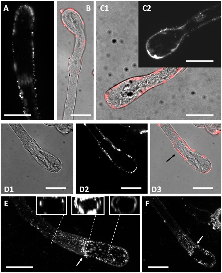 Figure 12