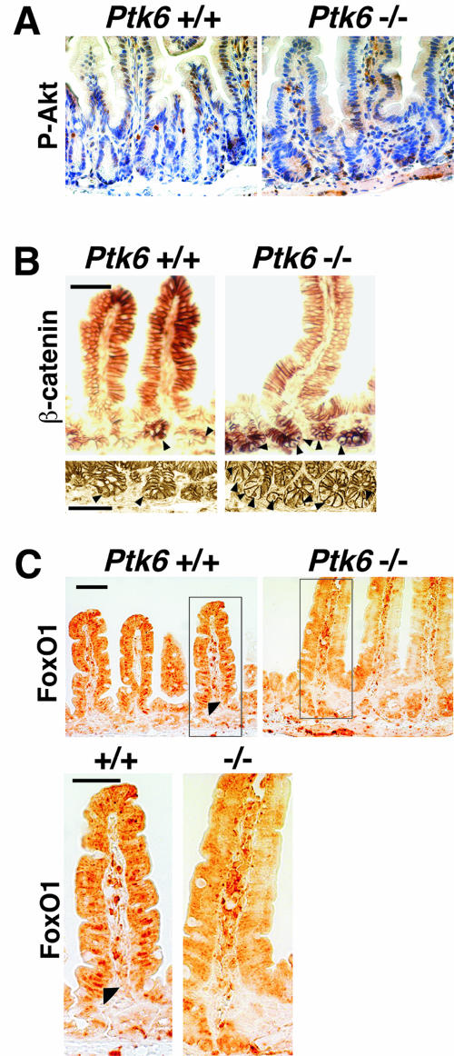 FIG. 8.