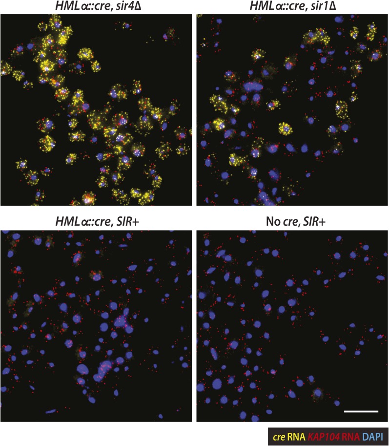 Figure 4—figure supplement 1.