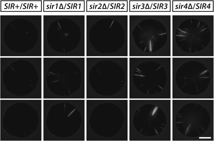 Figure 6—figure supplement 1.