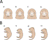 Figure C