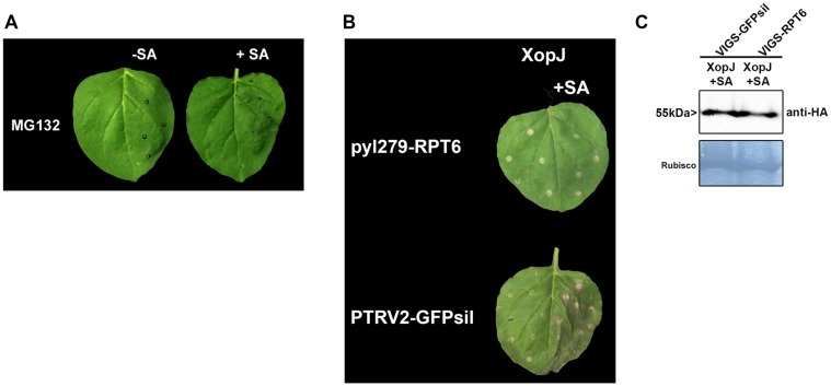 FIGURE 3