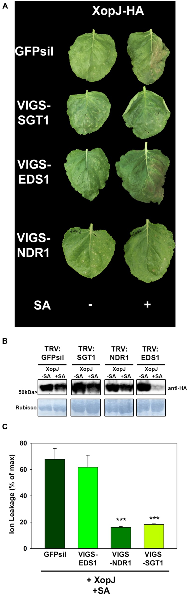 FIGURE 2