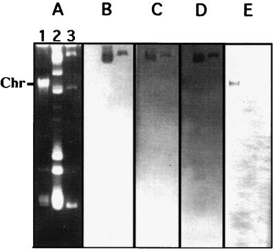 FIG. 1