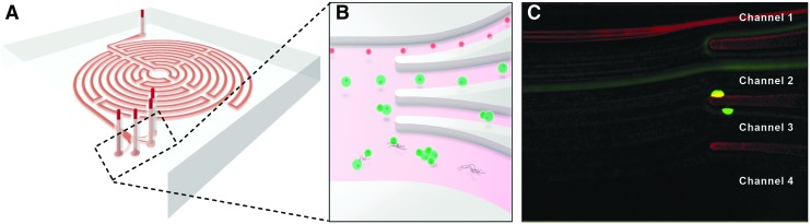 FIG. 1.