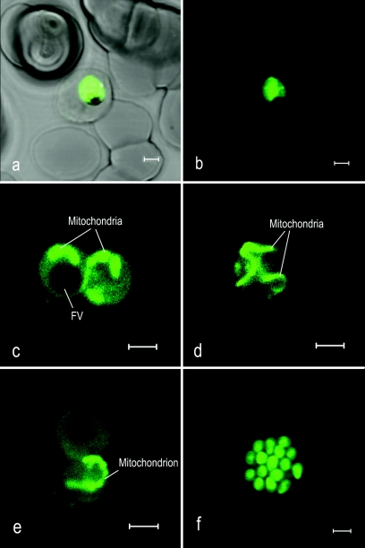 FIG. 2.