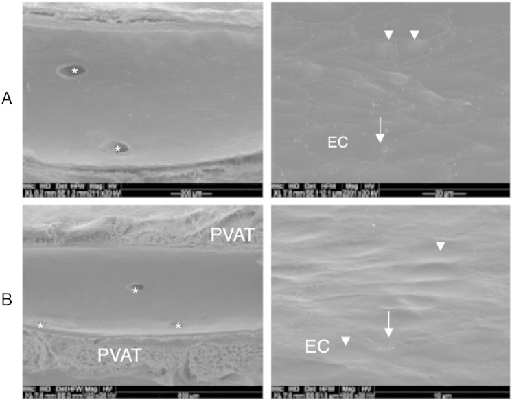 Fig. 7