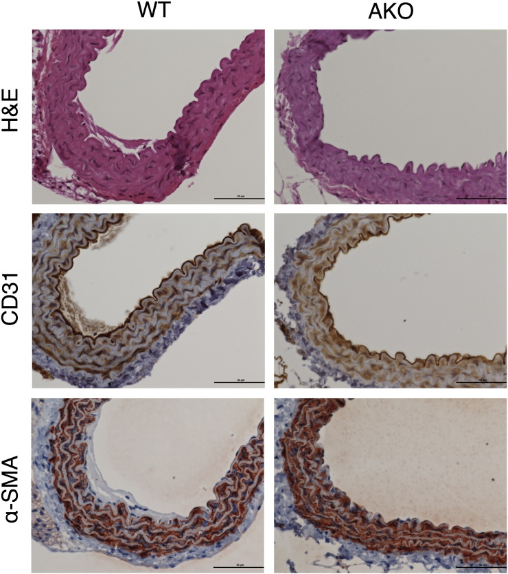 Fig. 6