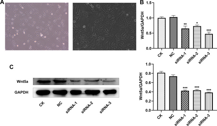 Fig. 9